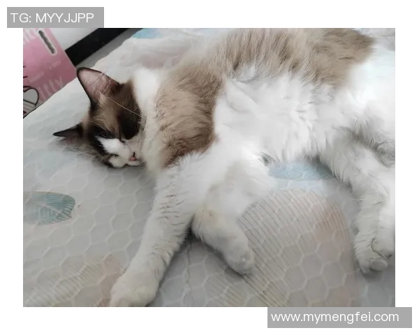 足球球星宠物猫品种揭秘：明星球员们偏爱的猫咪种类与养宠心得